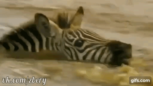 зебра и крокодил