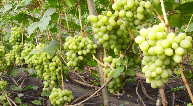 Подарок Запорожью.