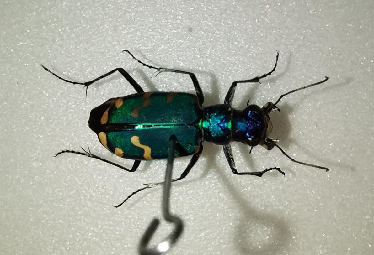 Скакун (Cicindela coerulea nitida) 