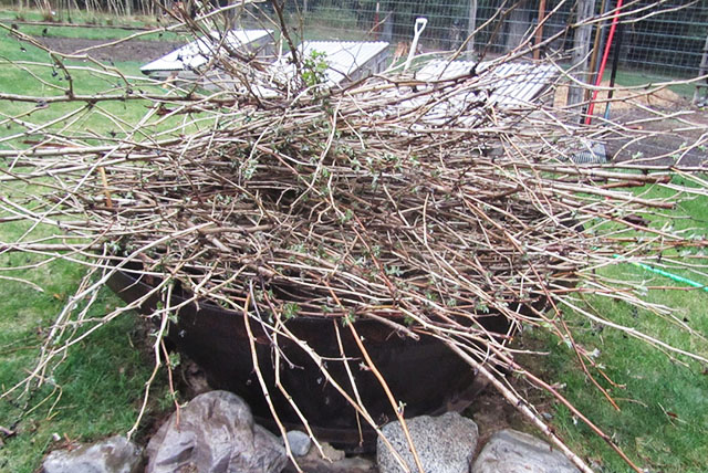 обрезка малины