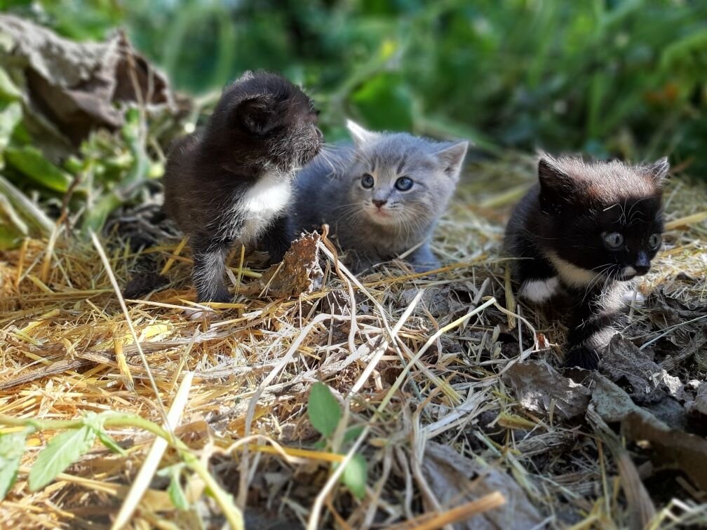 Спрятанные кошки. Где наша кошка. Спрятанные кошки Georgia. Черные котята спрятались картинки.