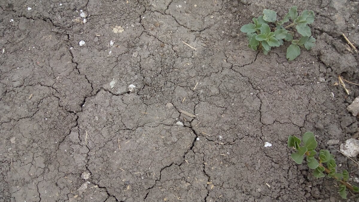 вот такая земля была на огороде, где не было мульчи - даже сорняки не росли...