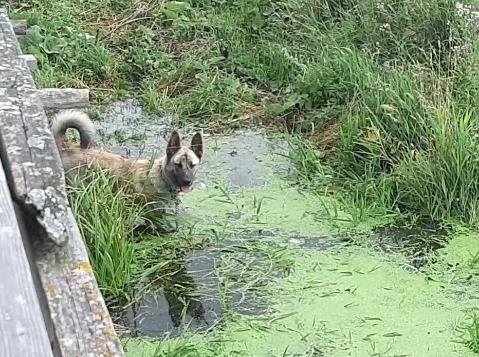 Это тоже Тула... крадемся к тухлой рыбе и косимся на меня... я ругаюсь.