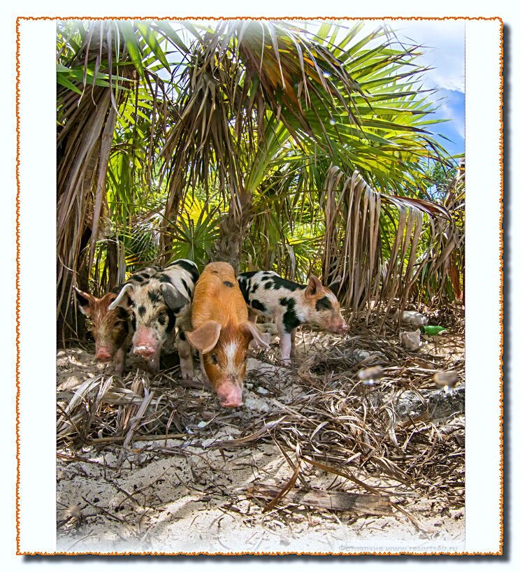 Остров свиней на Багамах