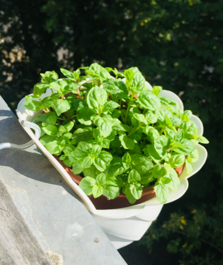 Мята. Личное фото.