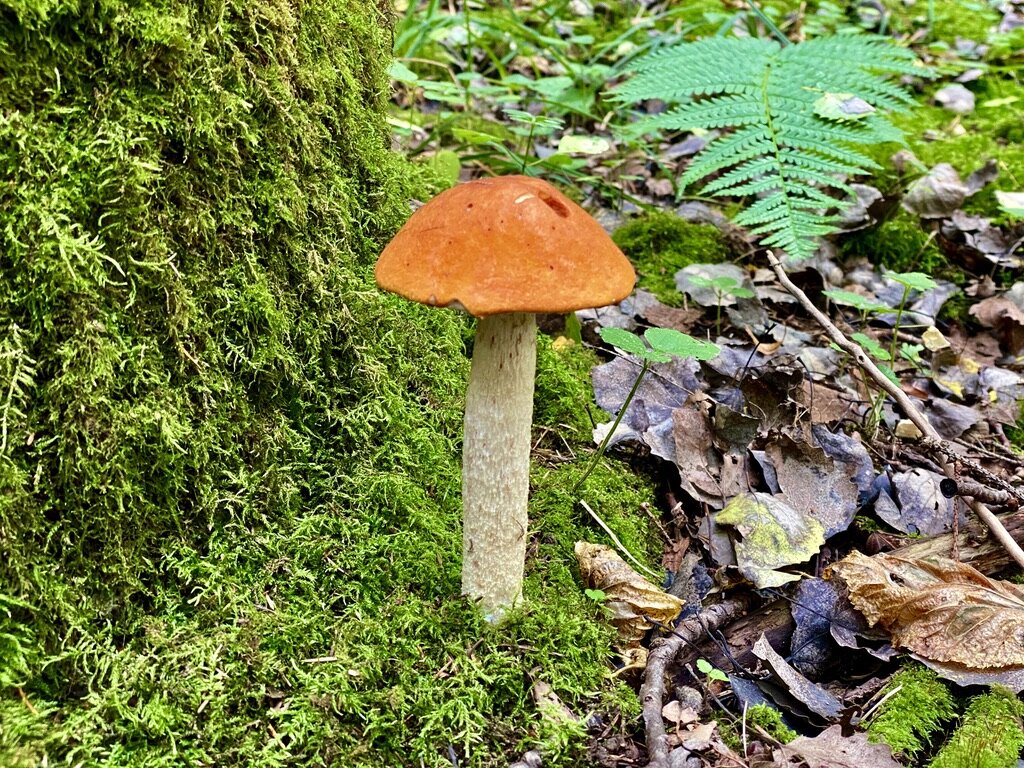 Одинокий богатырь