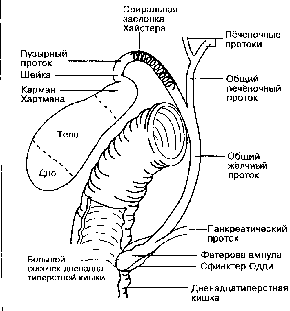 Симптом Курвуазье - что значит для здоровья? Может ли означать опухоль? |  Здоровье важнее! | Дзен