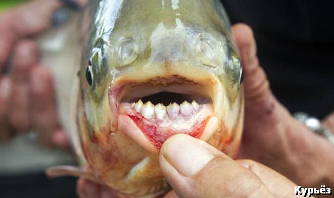  Рыба с человеческими зубами (Ист. изобр. http://yougreeks.blogspot.com/)