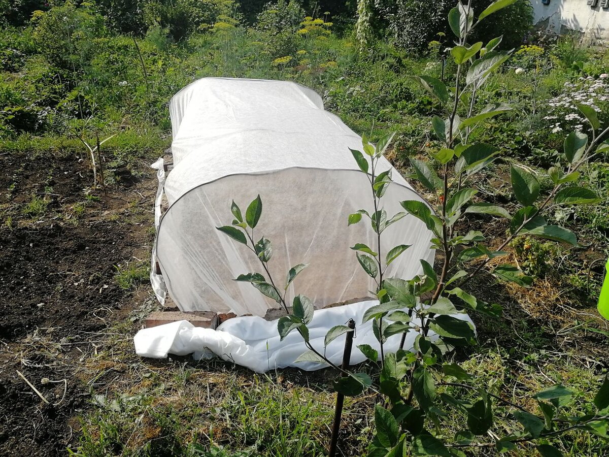 Выращивала под агротканью, чтобы защитить от капустной мухи
