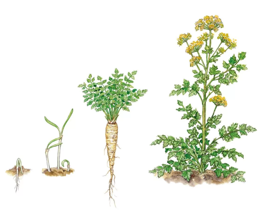 И это пастернак. Нашла картинку на просторах интернета, чтоб понятней было