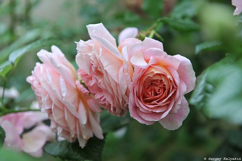 Роза ‘Abraham Darby’