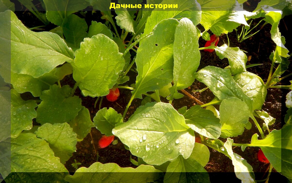 https://vk.com/photo-159774511_457244351