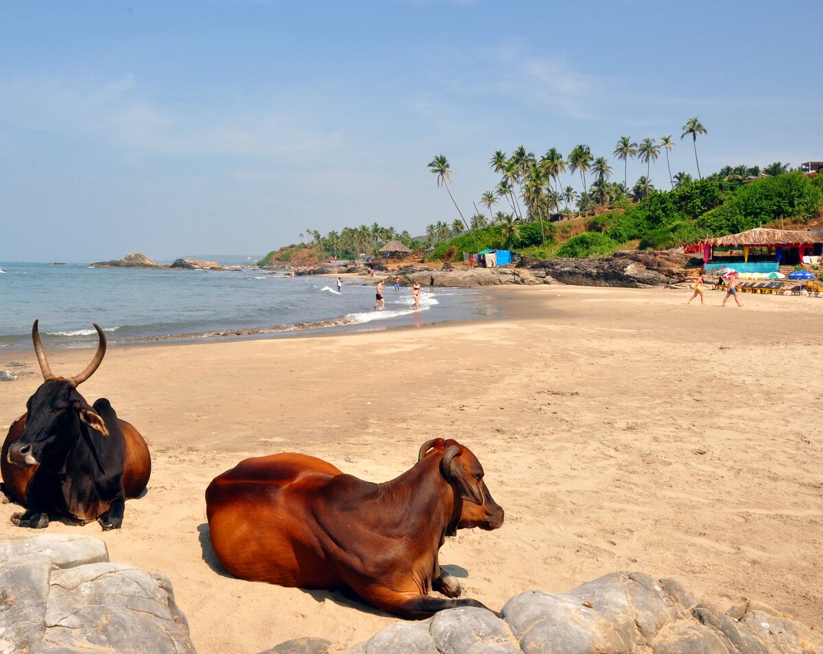 Фото взято с https://m.startribune.com/most-hippies-are-gone-in-goa-but-peace-and-love-remain/374968621/?section=variety%2Ftravel