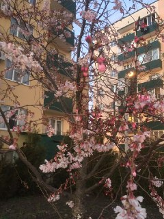 Яблоня во дворе