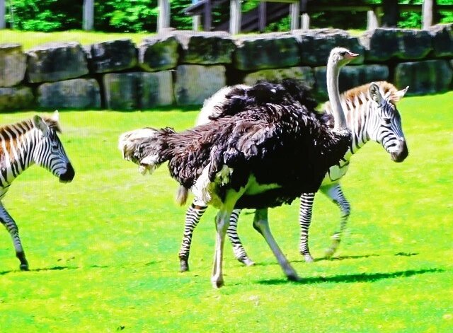 Осеннее обострение в зоопарке: пять матерящихся попугаев и страус нетрадиционной ориентации