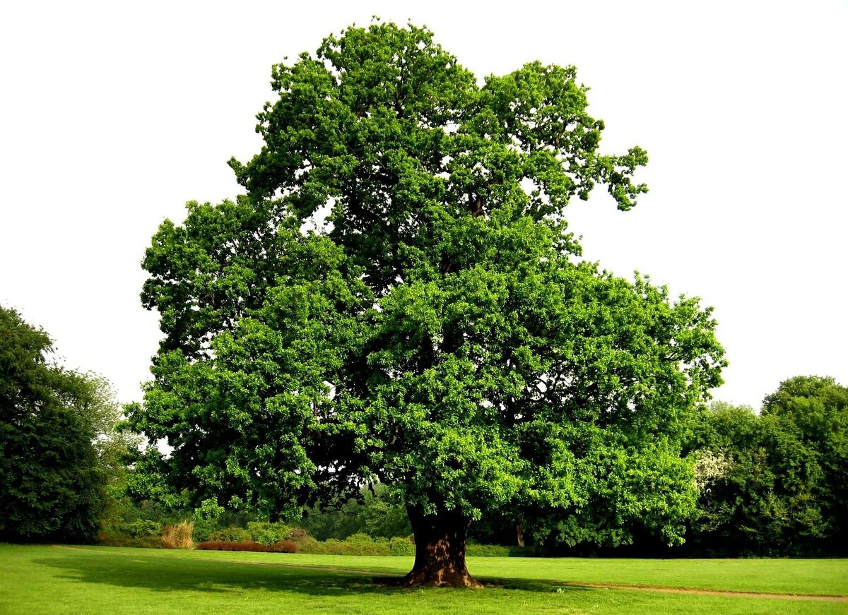 Дуб черешчатый (Quercus robur)