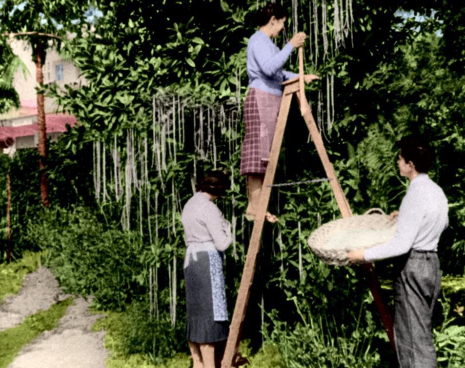 Вымышленный Harbest Festival. Кадр из программы Panorama (BBC). 