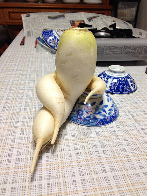 http://www.reddit.com/r/pics/comments/1zm4nl/an_exceptionally_suave_and_sophisticated_daikon/