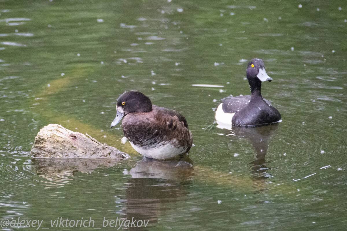АВТОР СТАТЬИ: АЛЕКСЕЙ БЕЛЯКОВ 