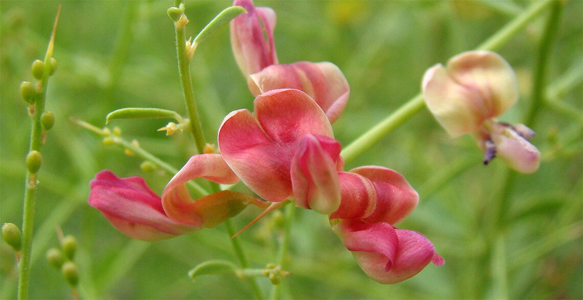 Верблюжья колючка (Alhagi sp.). Окрестости города Байконур, Казахстан