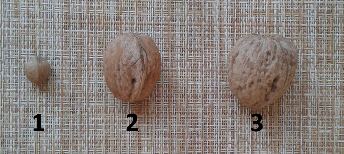 Вот три примера, второй и третий — величина до и после обрезки