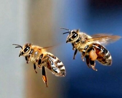 Правда о пчелином яде