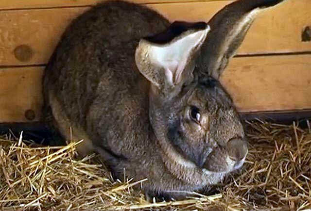 Фландр кролик: описание бельгийской породы домашних животных - все о питомцах