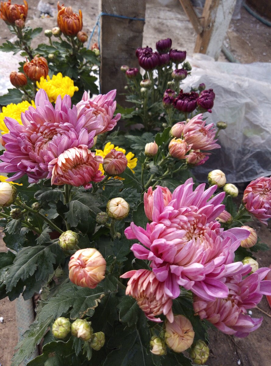 Мои новинки