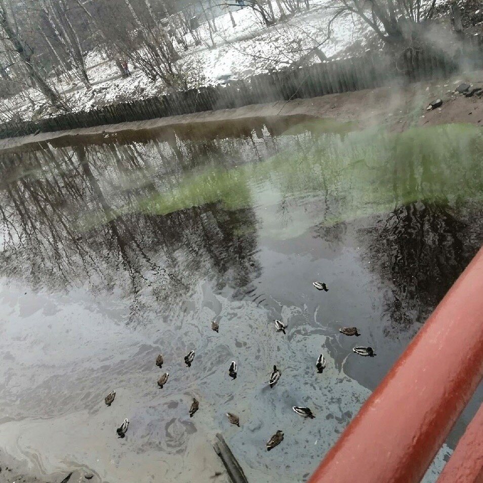 Утки плавают в масляных отходах. Рядом "наступает" краситель с теплосети