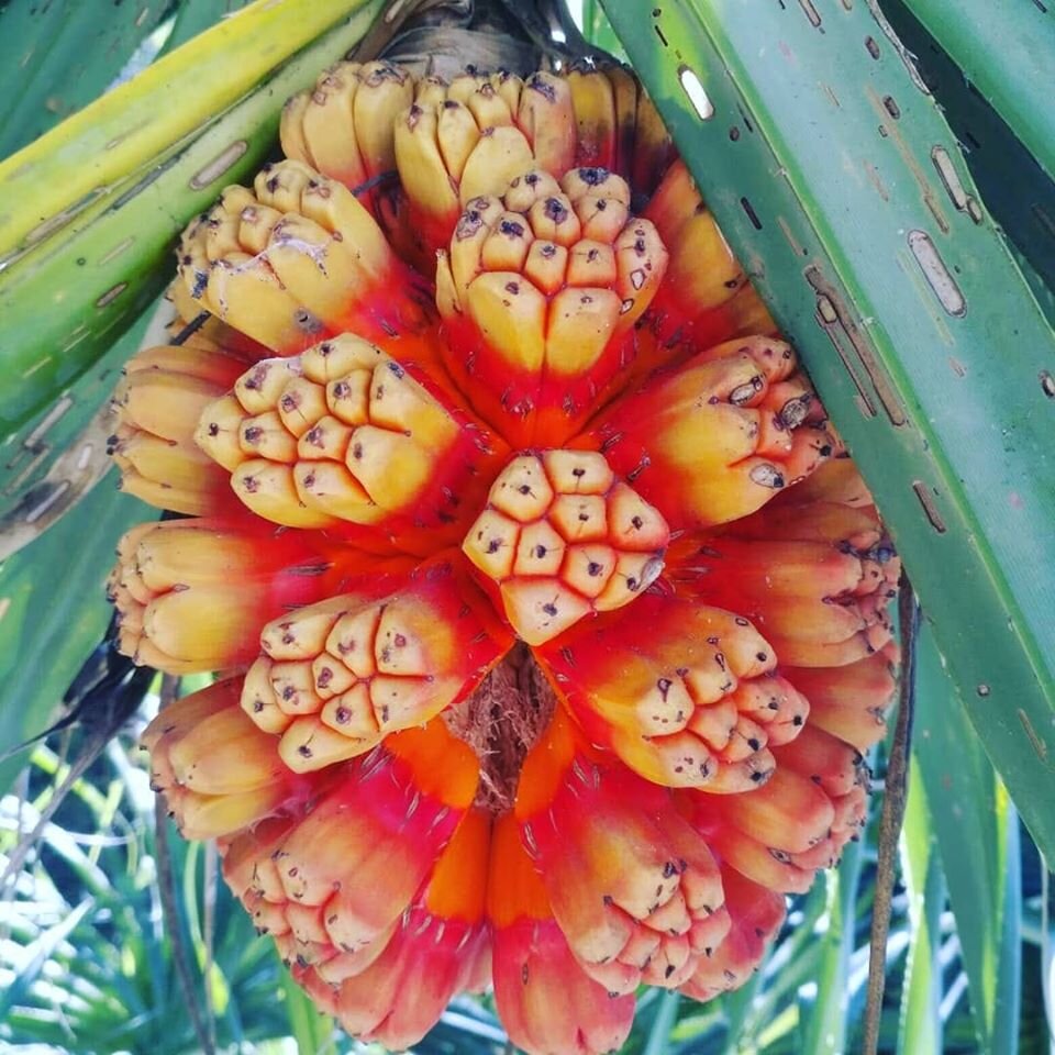 Пандан что это. Пальма панданус. Пандан фрукт. Pandanus amaryllifolius. Pandanus amaryllifolius растение.