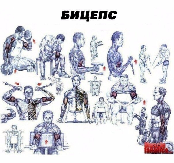 Упражнение на бицепс