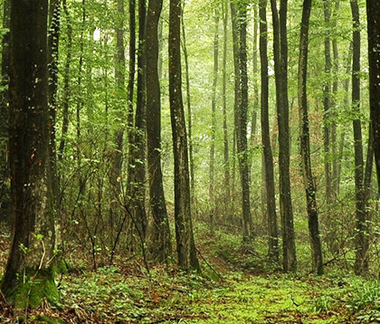 Свободный источник