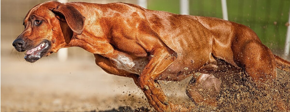 Родезийский риджбек c сайта ikinolog.ru