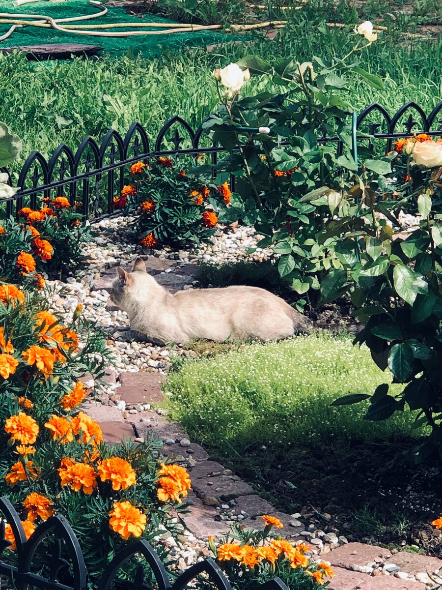 Вот на этом фото хорошо видна цветущая мшанка, хотя я фотографировала соседскую кошку Плюшу. Она любит лежать между роз. 