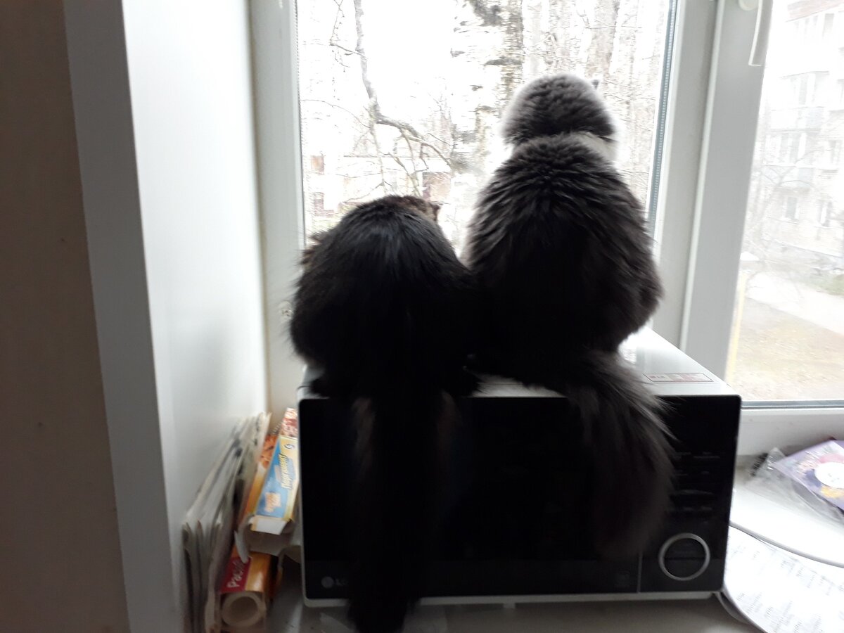 хврсты налево, хвосты направо