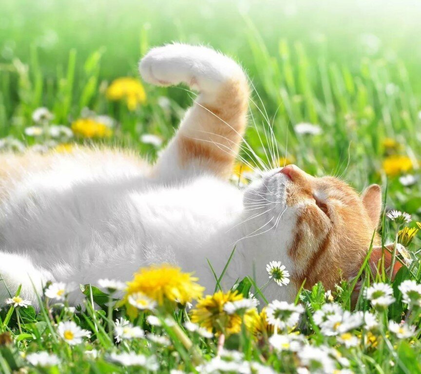 Греется на солнышке