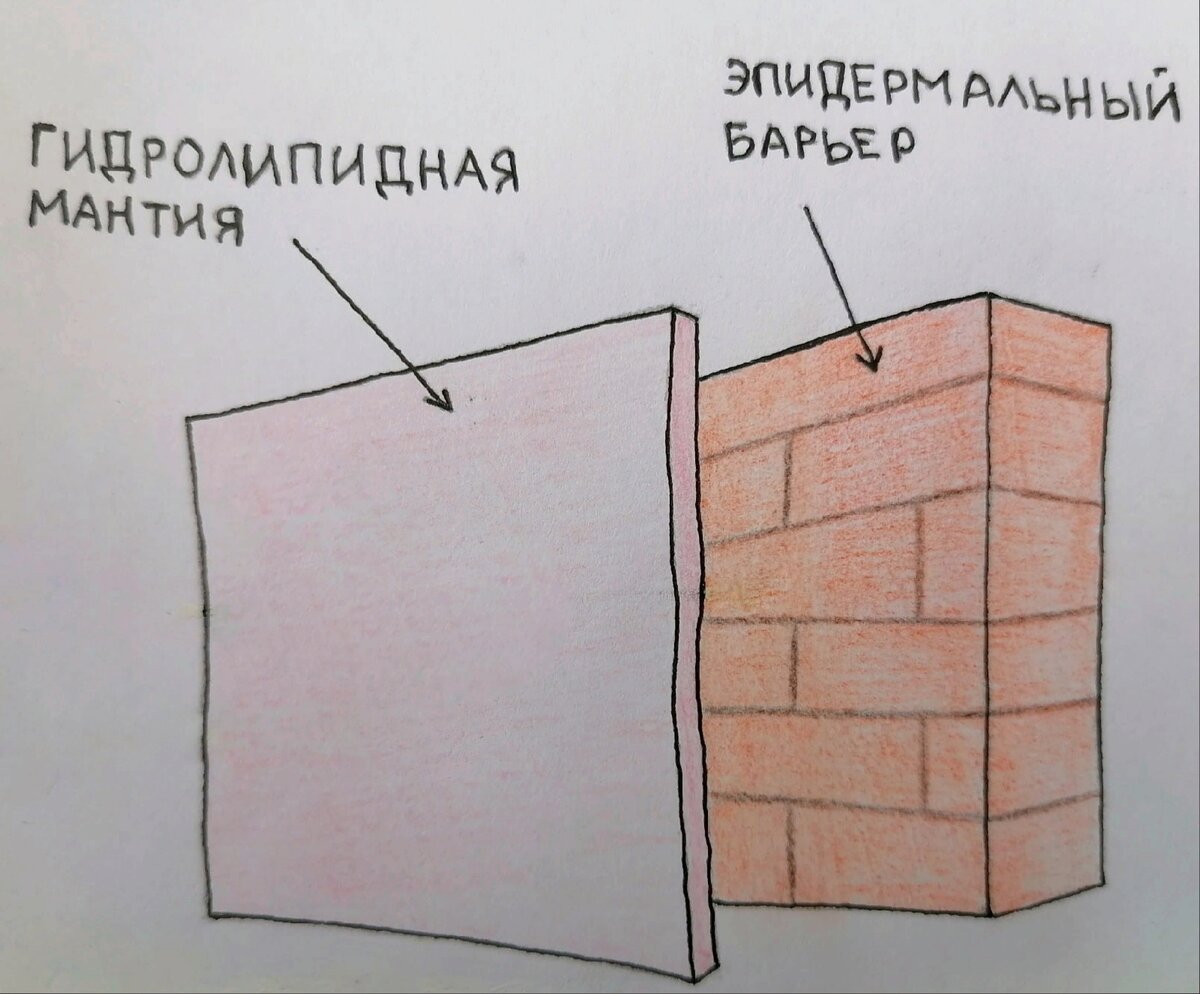 Защитный слой кожи