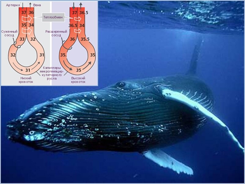 Чудесная сосудистая сеть в ластах китов