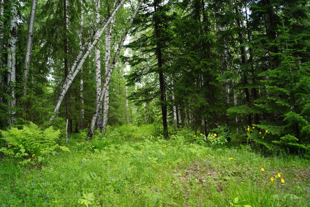 Заповедники владимирской области муромский заповедник. Заповедники расположенные в зоне лесов. Заповедники лесной зоны приокско террасный. Доклад о заповеднике. Какой заповедник находится в смешанных лесах.