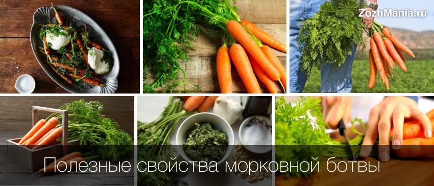 морковная ботва чем полезна для здоровья человека рецепты