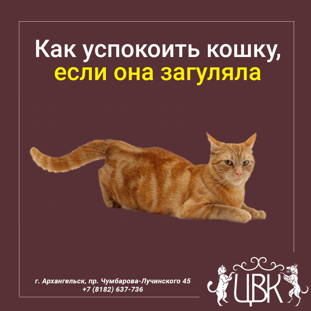 Как успокоить кошку, если она загуляла