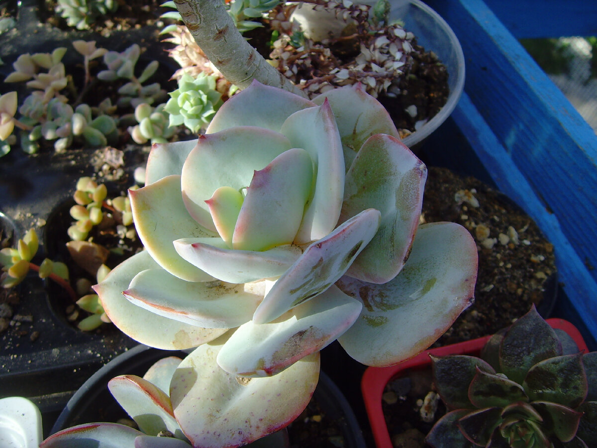 echeveria Hakooho