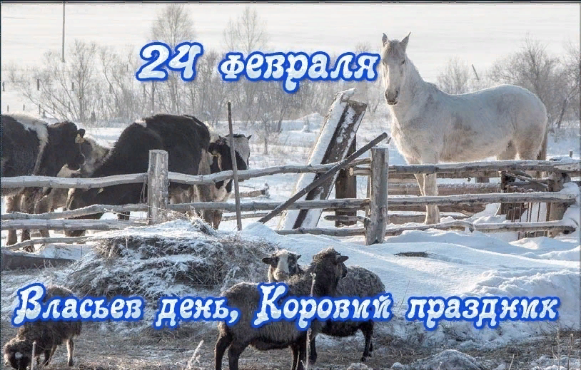 22 января 24 год. 24 Февраля праздник. Власьев день, коровий праздник. 24 Февраля праздник коровий день. 24 Февраля народный календарь.