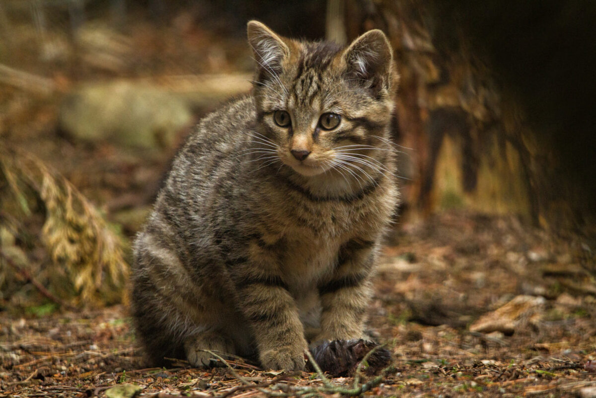 Фото дикого лесного кота