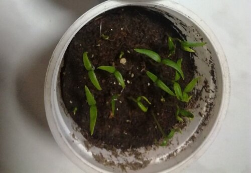 Посев на туалетную бумагу