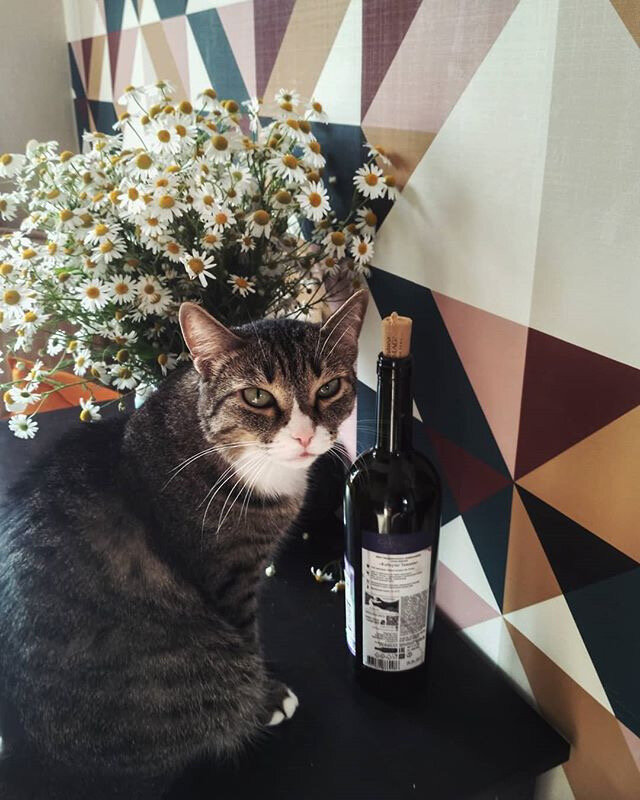 У кота понедельник день тяжелый