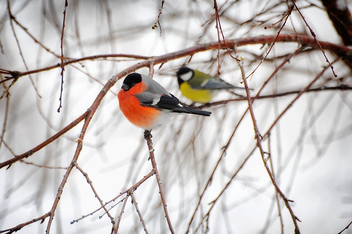 фото Павла Мирошникова