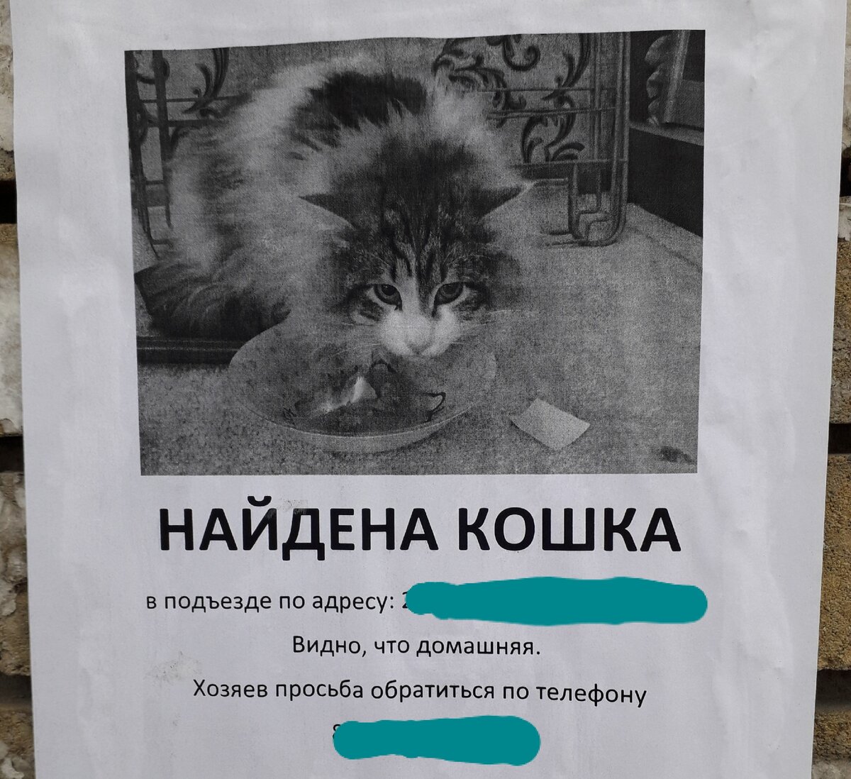 Вот такое объявление появилось на остановке недалеко от моего дома