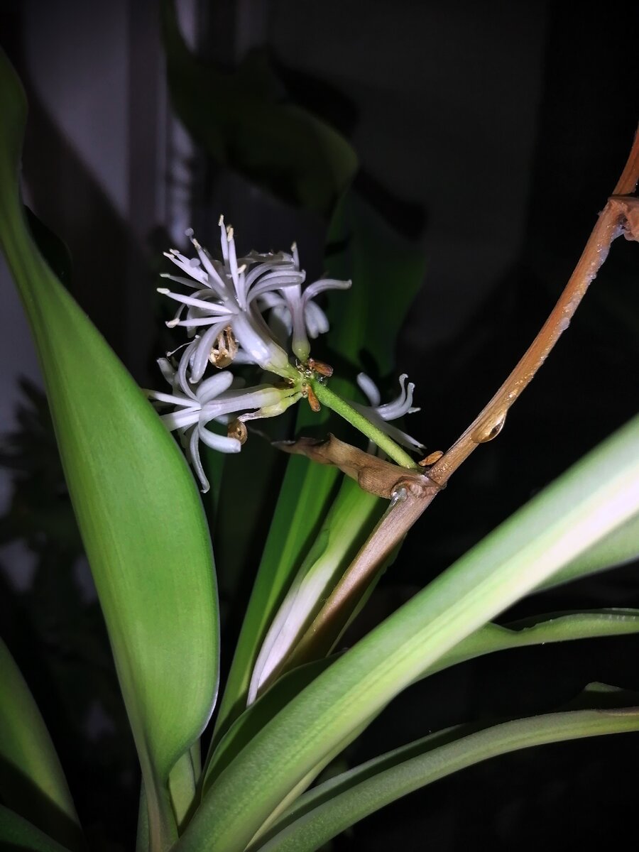 Вот такие вот цветочки.