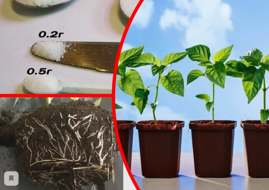 Рассада перца